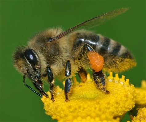 File:Apis mellifera Western honey bee.jpg - Wikimedia Commons