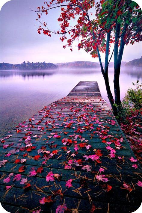 Autumn Leaves - A Tree with Red Leaves on the Ground Next to a Body of Water at Dusk