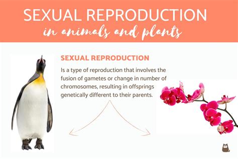 Sexual Reproduction in Animals and Plants - Comparison and Examples!