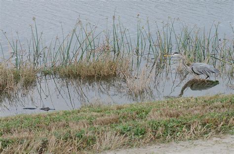 Swamp Food Chain Photograph by Michael Gooch - Fine Art America