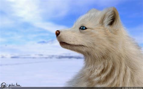 Polar Fox 2 by SvPolarFox on DeviantArt