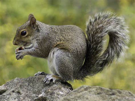 Squirrel Pictures · Pexels · Free Stock Photos