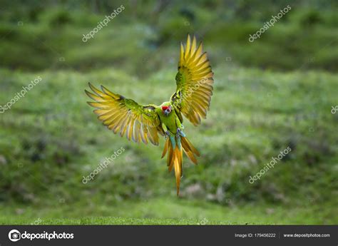 Endangered parrot, Great green macaw, Ara ambiguus, also known as ...