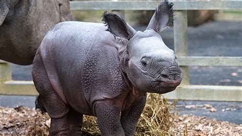 Baby Rhinoceros