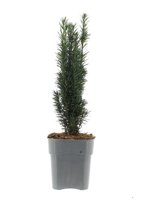 Taxus baccata 'Fastigiata Robusta'