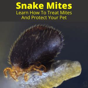 Snake Mites: Learn How To Treat Mites And Protect Your Pet