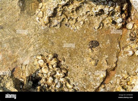 View of Chitons shell and Oyster fossil at the rocky shore or rockpool. It is a marine mollusc ...