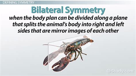 Bilateral Symmetry: Definition, Examples & Advantages - Video & Lesson ...