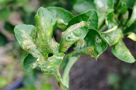 Why are my orange tree leaves curling? - Get Answers