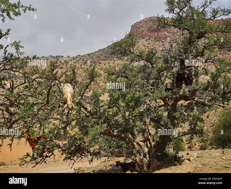 goats standing and climbing in a argan oil tree and feeding from the ...