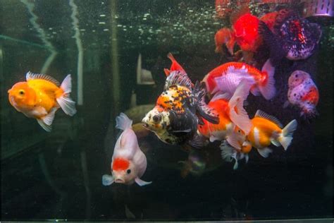 Best Goldfish Tank Size: Factors to Consider