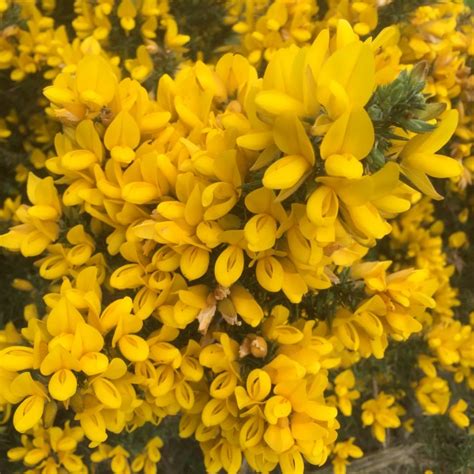 Gorse flowers