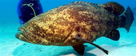 Giant Grouper – "OCEAN TREASURES" Memorial Library