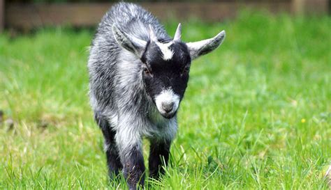 Small Farms: 15 Livestock Breeds to Consider - Hobby Farms