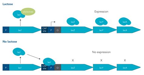 The Lac Operon Explained: What it is and how it works | IDT