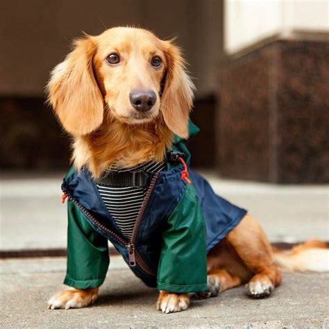 The Best Dog Clothing Brands for Stylish Pet Clothes | Dog clothing brands, Dog clothes ...