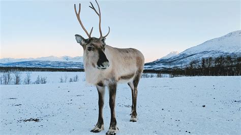 Cool Reindeer Facts You Didn't Know - Orlando Science Center