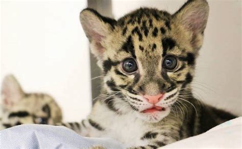 Toronto Zoo's clouded leopard cubs are here to melt your heart (PHOTOS) | Curated