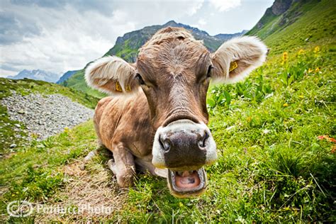 Swiss Cows - ALPSinsight