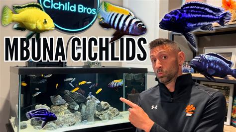 How to Keep Mbuna Cichlids | Care Guide & Species Profile - YouTube