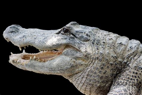 Crocodile with sharp teeth Photograph by Rostislav Bychkov - Fine Art America