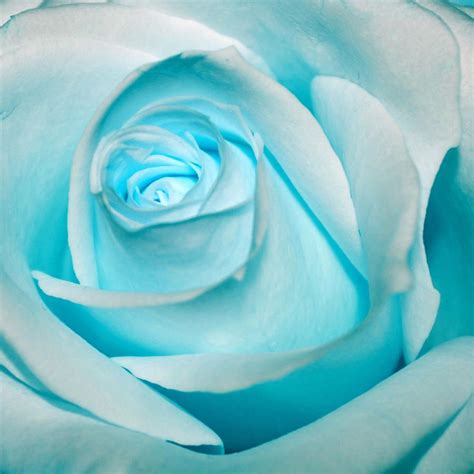 ice blue - Google Search | Blue rose, Rose, Ice blue