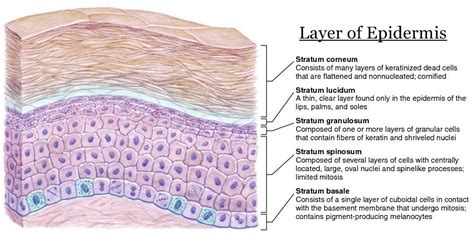 Mini Handbooks: Skin structure