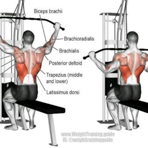 Wide-Grip Lat Pulldown - Exercise How-to - Workout Trainer by Skimble