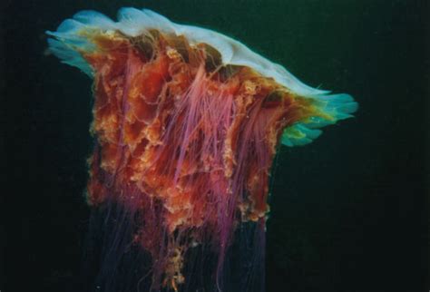 Lion's Mane Jellyfish