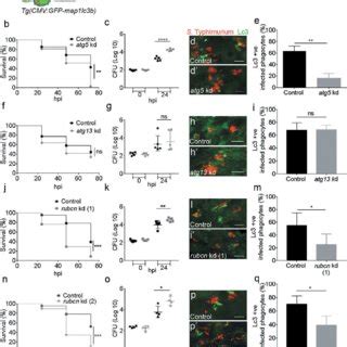 GFP-Lc3-Salmonella associations in specific phagocyte types. (a) Region... | Download Scientific ...