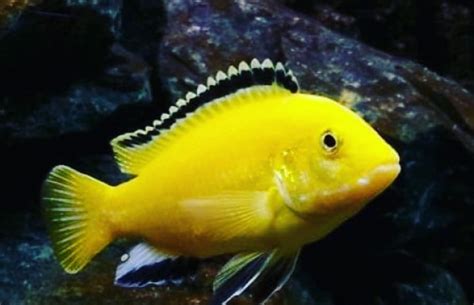 Electric Yellow Cichlid: Habitat, Care, Mates, Breeding