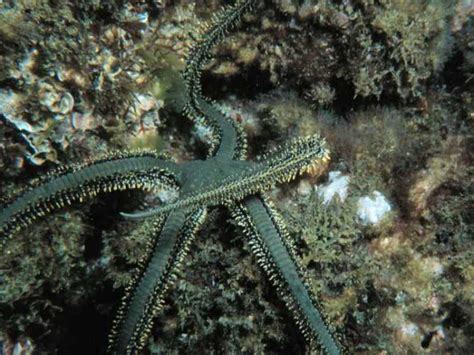 Starfish / Urchin : Green Brittle Starfish