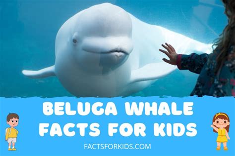 16 Beluga Whale Facts for Kids to Spark Their Curiosity – Facts For Kids