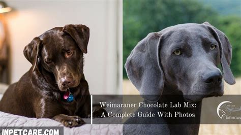 Weimaraner Chocolate Lab Mix: 2023 Guide With Photos