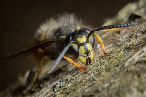 Insect antennae — Science Learning Hub