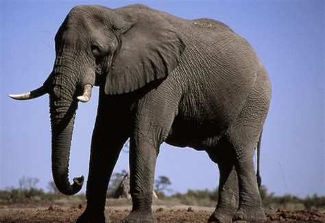 Images of Botswana Safari | African Elephant | Botswana Wildlife Guide