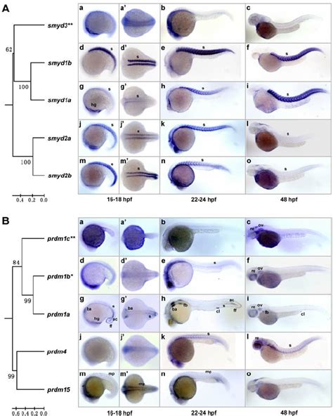 Somite/muscle-expressed SET domain genes and their evolutionary... | Download Scientific Diagram