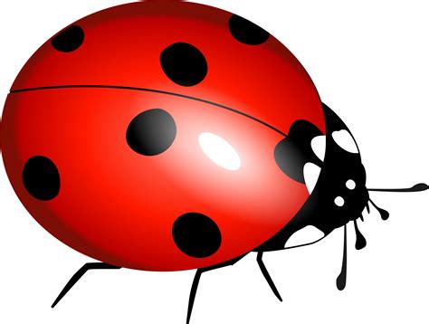 Ladybug Vector File image - Free stock photo - Public Domain photo ...