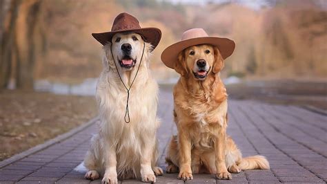 Golden Retriever Dogs With Hats Is Sitting On Road Dog, HD wallpaper ...