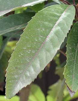 Managing Pests in Gardens: Trees and Shrubs: Loquat—UC IPM