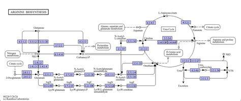 KEGG PATHWAY: Arginine biosynthesis