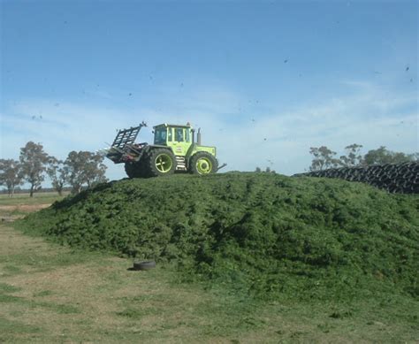 How To Make Silage? Easy Steps For Beginners!