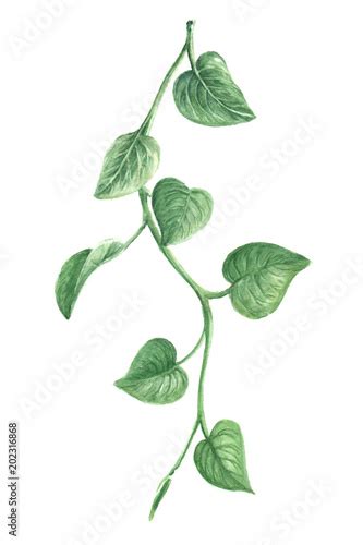 Green vine, leaves, watercolor, isolated on white background Stock Photo | Adobe Stock