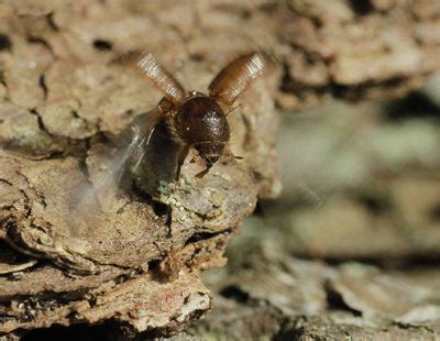 Major increase in spruce bark beetle damage in already affected areas - Södra