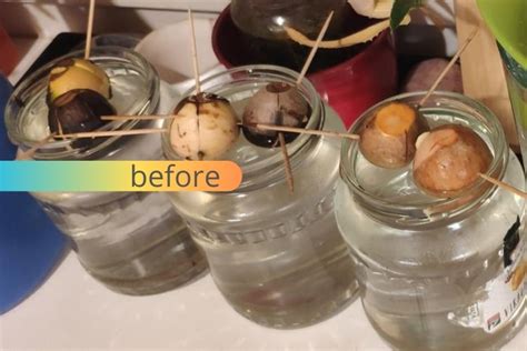 Avocado seed sprouting system with 2 IKEA items - IKEA Hackers