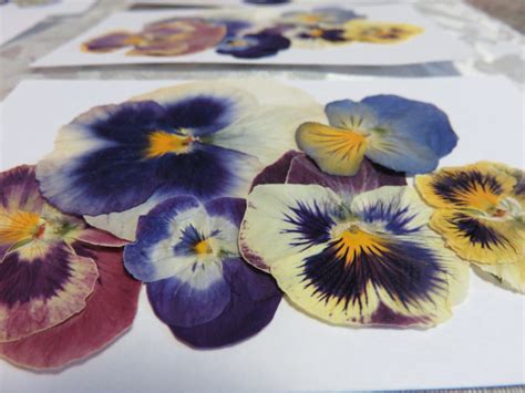 Pressed Pansy/Viola 6 Pack Various Sizes