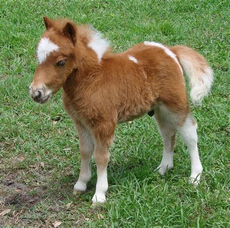 Cutest Miniature Horses - Play Horse Games - Free Online Horse Games - Virtual Horse Games!