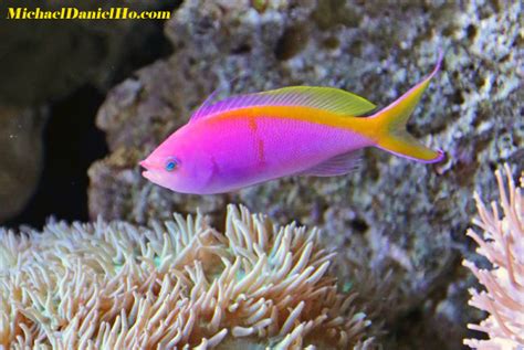 Tropical fish photos, Tropical fish Photography, tropical fish pictures, Tropical Fish Wallpapers