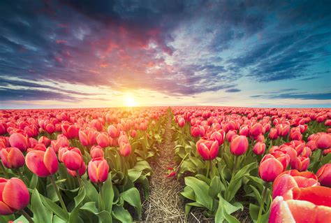 The best tulip photos - Tulip Festival Amsterdam