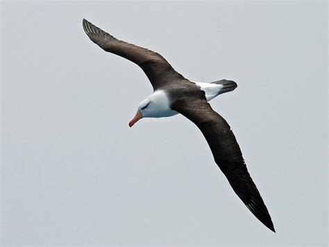 Black browed albatross - Alchetron, The Free Social Encyclopedia